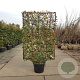 Elaeagnus ebbingei GM container scherm lei 120x200
