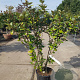 Elaeagnus ebb. 'Compacta' 100-125 cm 10L
