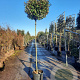 Elaeagnus ebb. 'Compacta' 200 cm stam 35L 8-10