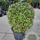 Elaeagnus ebb. 'Compacta' 80-90 cm 50L bol