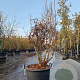 Enkianthus campanulatus 125-150 cm cont. 65L solitair