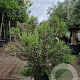Erica canaliculata 100-125 cm 35L