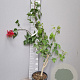 Erythrina crista-galli 100-125 cm 9L