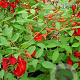Erythrina crista-galli 'Compacta' 60-80 cm 4,5L