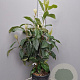 Eriobotrya japonica 125-150 cm 25L