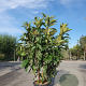 Eriobotrya japonica 150-175 cm 35L