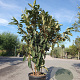 Eriobotrya japonica 175-200 cm cont. 70L