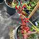 Erythrina americana 60-80 cm 4,5L