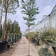 Eucalyptus cinerea 200 cm stam cont. 95L 14-16