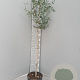 Eucalyptus gunnii Azura 150 cm stam 9L