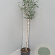 Eucalyptus gunnii Azura 150 cm stam 9L