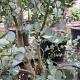Eucalyptus gunnii Azura 200 cm 9L