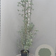 Eucalyptus gunnii Azura 200 cm 9L