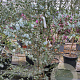 Eucalyptus gunnii Azura 200 cm 9L