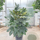 Fatsia japonica 100-125 cm 30L
