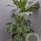Fatsia japonica 125-150 cm 30L