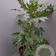 Fatsia japonica 125-150 cm 30L