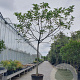 Ficus carica 180 cm stam cont. 130L 20-25