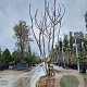 Ficus carica 300-350 cm container meerstammig karakter