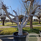 Ficus carica 50 cm container 80-100