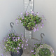 Streptocarpus saxorum GM C6L