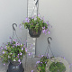 Streptocarpus saxorum GM C6L