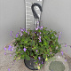 Streptocarpus saxorum GM C6L