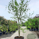 Gleditsia triacanthos inermis 500-550 cm container meerstammig