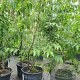 Heptacodium miconioides 200-250 cm container meerstammig extra