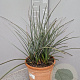 Hesperaloe parviflora GM 10L