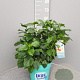 Hibiscus rosa-sinensis GM C5