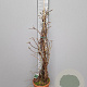 Hydrangea anomala petiolaris 140-150 cm 10L