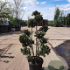 Ilex crenata 'Kimmei' 100-120 cm container bonsai