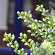 Ilex crenata 60-80 cm container pompon
