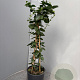 Jasminum sambac 120 cm C8 piramide