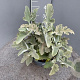 Kalanchoe beharensis GM 9L