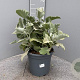 Kalanchoe beharensis GM 9L