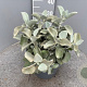 Kalanchoe bracteata GM 9L