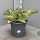Kalanchoe synsepala GM 9L