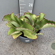 Kalanchoe synsepala GM 9L