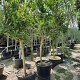Lagerstroemia indica 100 cm stam container 18-20