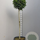 Laurus nobilis 100 cm stam container kroon 100-125