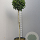 Laurus nobilis 100 cm stam container kroon 100-125