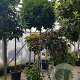 Laurus nobilis 140 cm stam container 60-80 bol