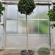 Laurus nobilis 140 cm stam container 60-80 bol