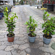 Laurus nobilis P14