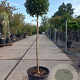 Ligustrum delavayanum 50 cm stam container 35-40 bol