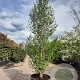 Magnolia loebneri 'Merrill' 300-350 cm container meerstammig