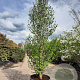 Magnolia loebneri 'Merrill' 300-350 cm container meerstammig