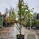 Magnolia 'Wada's Memory' 250-300 cm cont. 95L
